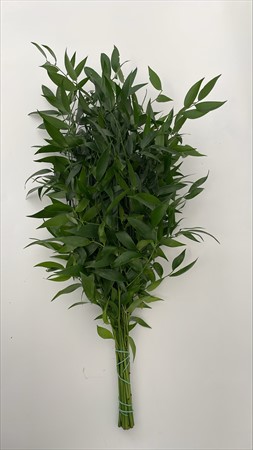 BLAD Ruscus småbladig, 60 cm 150 g