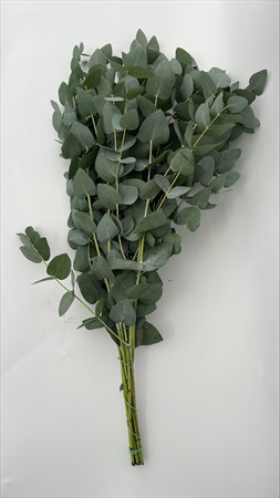 BLAD Cinerea lång 300g