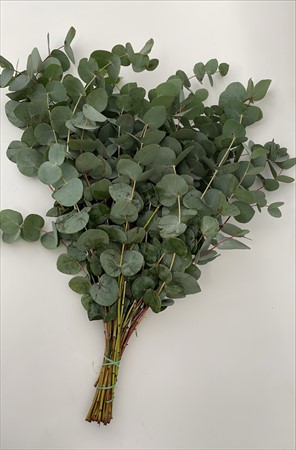 BLAD Cinerea kort 250g