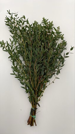 BLAD Parvifolia kort 150g