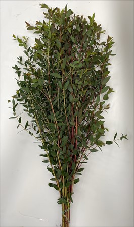BLAD Parvifolia lång 300g